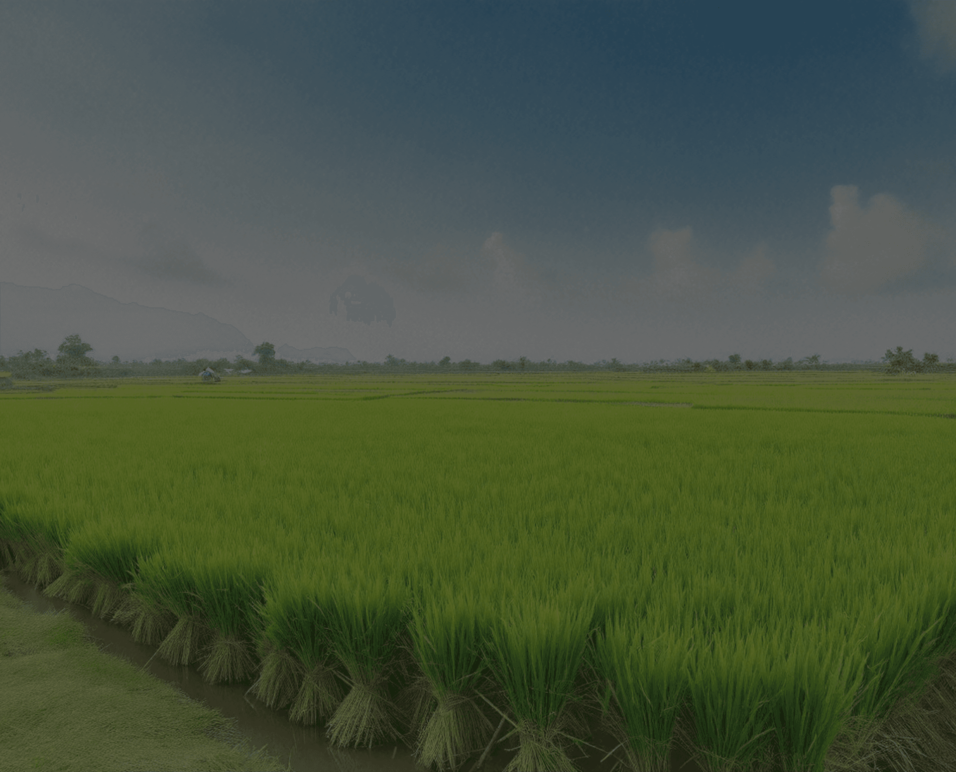 Rice field background