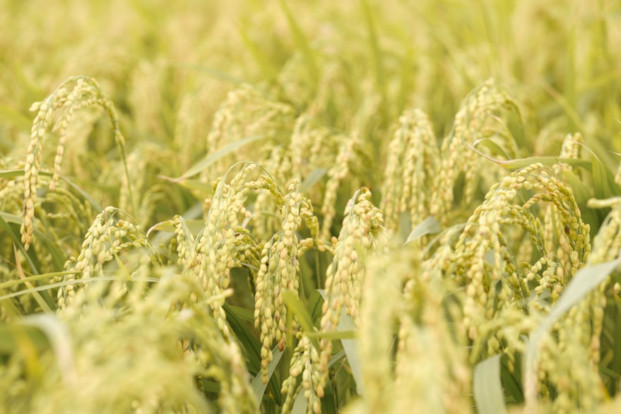 West Bengal Rice Market Insights