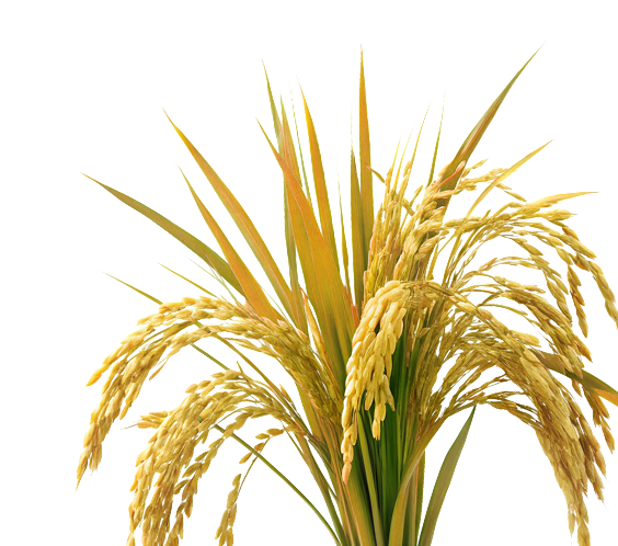 Rice plant